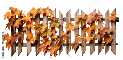 an old wooden fence overgrown with a weaving crimson autumn ivy leaves, png file of isolated cutout object on transparent background.
