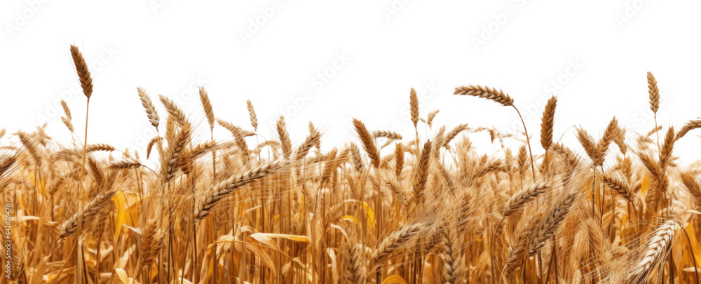 Obraz premium side view of a field of dry mature autumn spikelets of wheat, png file of isolated cutout object on transparent background.