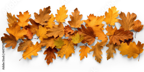 scattered pile of autumn dry brown oak leaves with shadow, png file of isolated cutout object on transparent background.