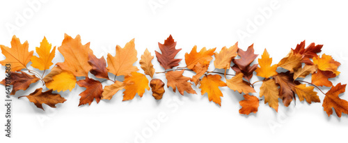 Oak branch with autumn brown dry leaves with shadow, png file of isolated cutout object on transparent background. photo