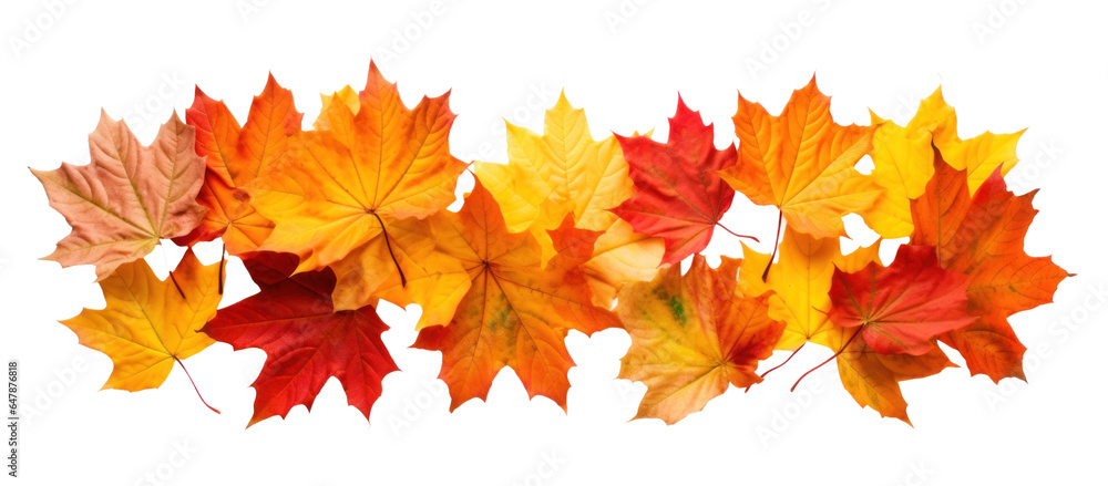 Obraz premium strip of scattered autumn dry red-orange maple leaves, png file of isolated cutout object on transparent background.