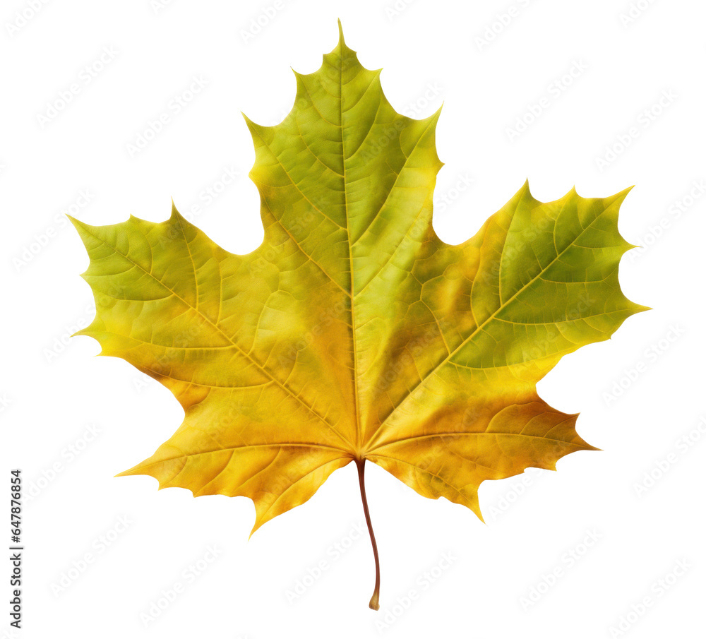 one Dry yellowing autumn maple leaf, png file of isolated cutout object on transparent background. one Dry yellowing autumn maple leaf, png file of isolated cutout object on transparent background.