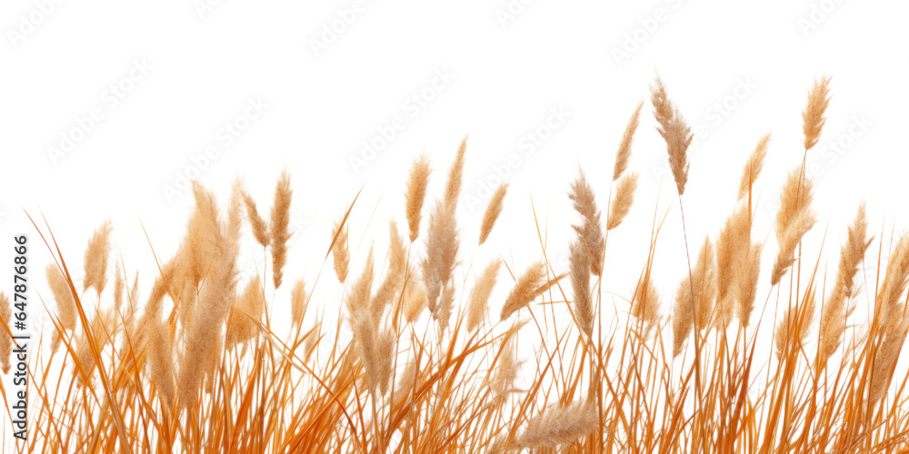a bunch of autumn dry field grass with spikelets flutters in the wind, png file of isolated cutout object on transparent background. - obrazy, fototapety, plakaty 