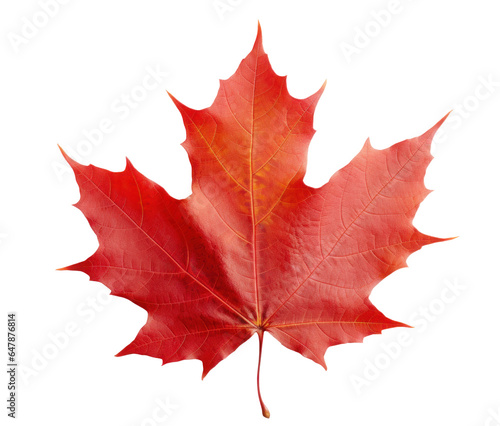 one dry red autumn maple leaf  png file of isolated cutout object on transparent background.