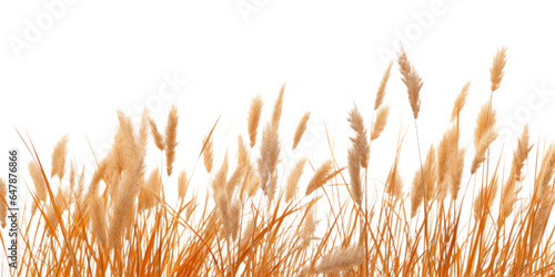 a bunch of autumn dry field grass with spikelets flutters in the wind, png file of isolated cutout object on transparent background.