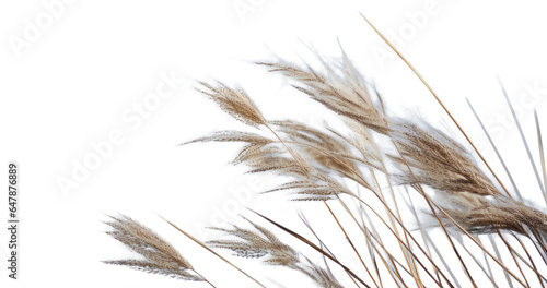 a bunch of autumn dry field grass with spikelets flutters in the wind, png file of isolated cutout object on transparent background.