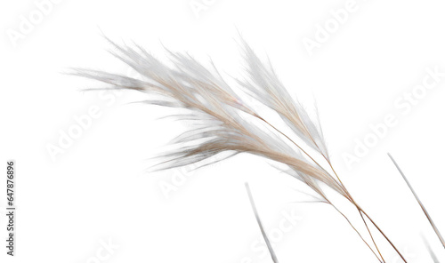 a bunch of autumn dry field grass with spikelets flutters in the wind, png file of isolated cutout object on transparent background.