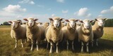 Group Of Sheeps Standing Next To Each Other On A Field. Generative AI