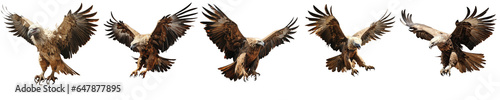 Png Set Himalayan vulture lands for food transparent background