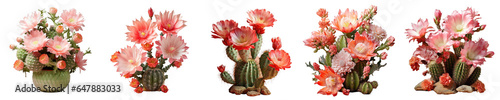 Png Set Isolated black cactus with flower transparent background photo