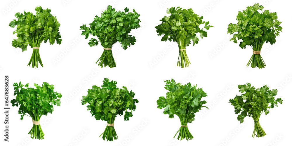 Png Set Fresh green parsley isolated on a transparent background Png Set Fresh green parsley isolated on a transparent background