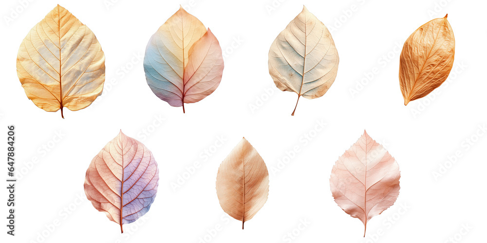 Fototapeta premium Png Set almond leaf that has been dried transparent background