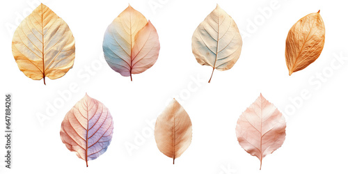 Png Set almond leaf that has been dried transparent background