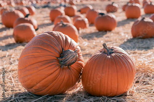 Pumpkin patch. Tradicional Autumn Harvest.