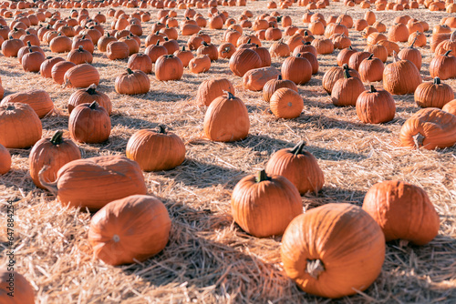 Pumpkin patch. Tradicional Autumn Harvest.