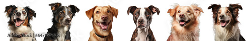 Png Set Dog s studio portrait on a transparent background photo