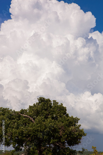 White big fluffy clouds, blue sky, trees anf yellow grass © Yana Gavriloski