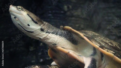 Hilaire’s side-necked turtle (Phrynops hilarii) basking, close-up photo