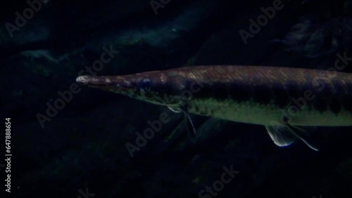 Spotted gar (Lepisosteus oculatus) swimming in dark water photo