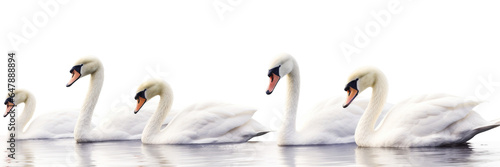 Swan swimming isolated on transparent background - Generative AI