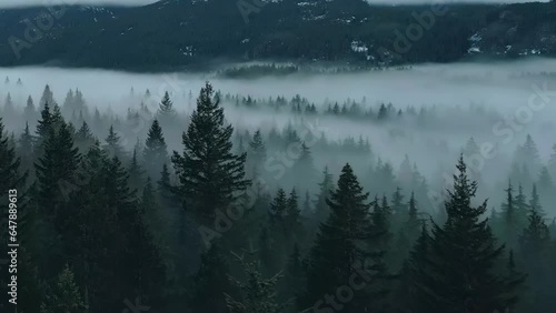 Green Trees in Forest with Fog and Mountains. Winter Sunny Sunrise. Canadian Nature Landscape Background. Near Squamish, British Columbia, Canada. Slow Motion photo