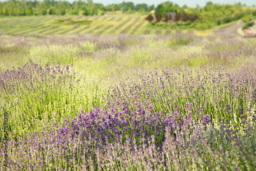 Beautiful view of blooming lavender growing in field