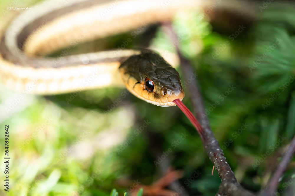 Macro Shot Of An Eastern Garder Snake In Ontario Canada Macro Shot Of An Eastern Garder Snake In Ontario Canada