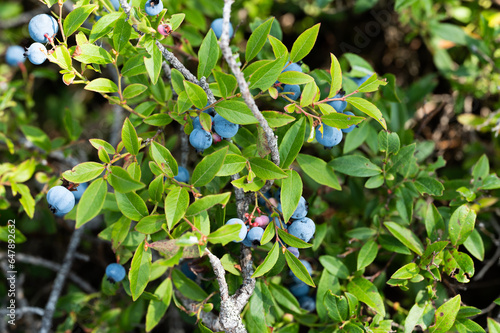 Wild Blueberry Bush In Northern Ontario Canada With A Macro Lense 