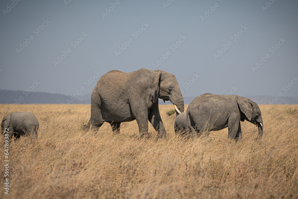 Portrait of african elephants (loxodonta africana) walking through the great savanna of Serengeti National Park, Tanzania