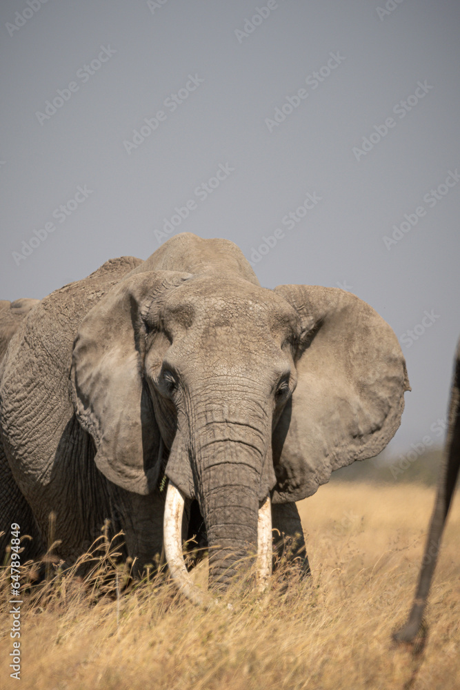 Portrait of african elephants (loxodonta africana) walking through the great savanna of Serengeti National Park, Tanzania