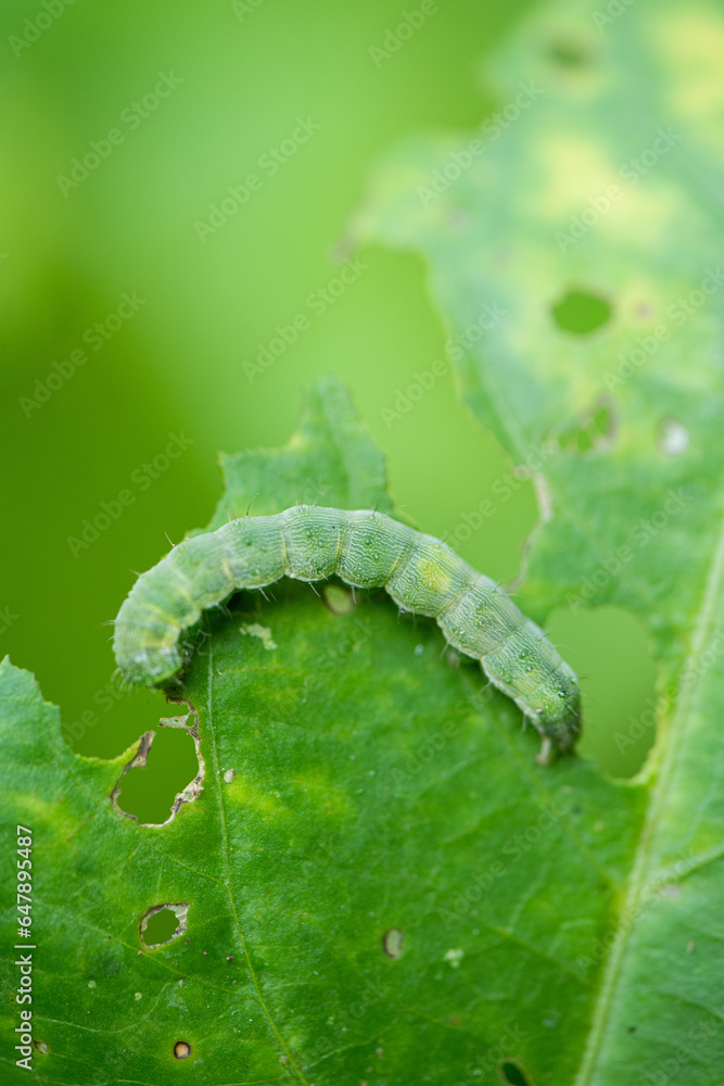 Fototapeta premium closeup of a green caterpillar on vegetable leaf.