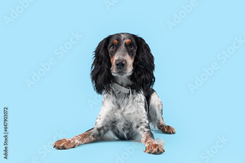 Obraz w ramie Cute cocker spaniel lying on blue background