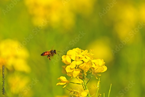 ミツバチ　蜜蜂　菜の花　リフレッシュパーク豊浦　山口 © 頼朝