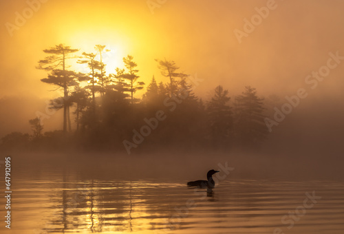 Common loon at sunrise in Maine  © Harry Collins