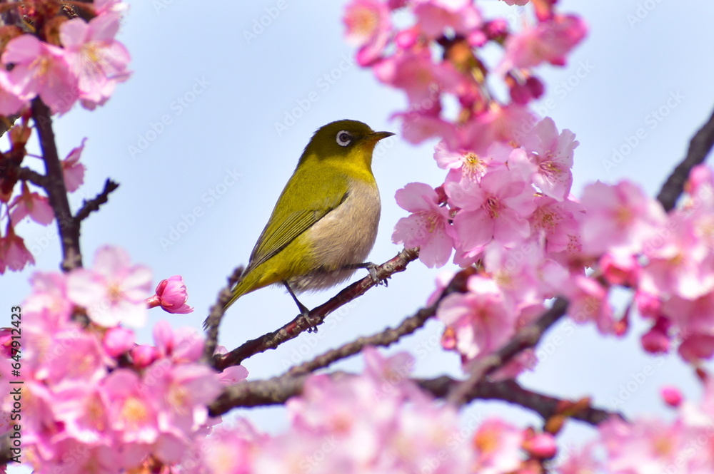 Fototapeta premium 河津桜 メジロ 春 岡山