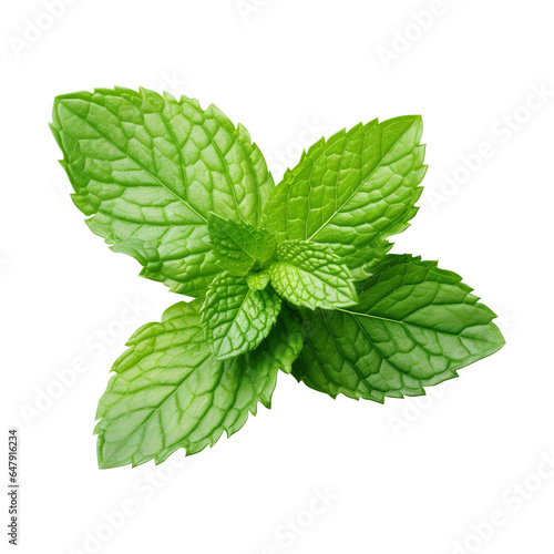 Fresh Mint leaf, Mint leaves isolated on transparent background Remove png, Clipping Path