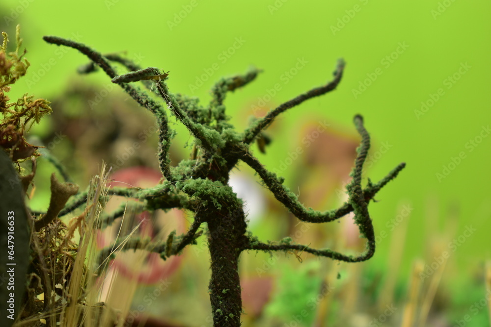 Fototapeta premium naturaleza, césped, animal, fábrica, bosque, primavera, musgo, fauna, hojas, huerta, árbol, rana, languidecer, suelo, verano, dehesa, acuático, cagado, macro