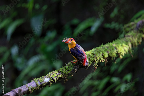 Oriental Dwarf Kingfisher photo