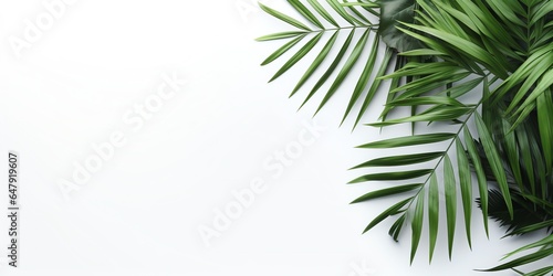Tropical leaves with white background and copy space