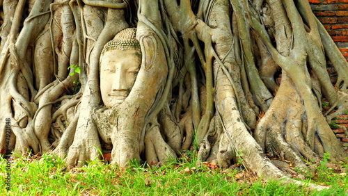 eingewachsener Kopf des Buddhas in Ayutthaya schaut zwischen den Baumwurzeln heraus