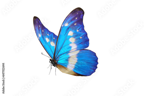 Canvas Print Blue butterfly isolated on white background. PNG File