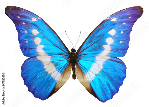 Blue butterfly isolated on white background. PNG File © thawats