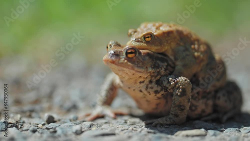 A pair of mating frogs in amplexus during the spring migration. A close-up parallax video. Bokeh background. photo