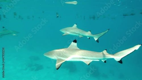 Black tip reef sharks cruise by in clear blue reflective shallow water photo