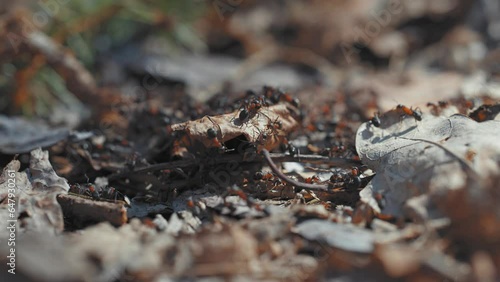 Black ants crawl over the dry decaying leaves on the forest floor. A close-up parallax shot, bokeh background. photo