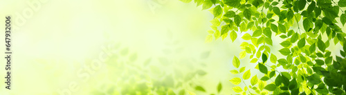 Nature of green leaf in garden at summer. Natural green leaves plants using as spring background cover page greenery environment ecology lime green wallpaper