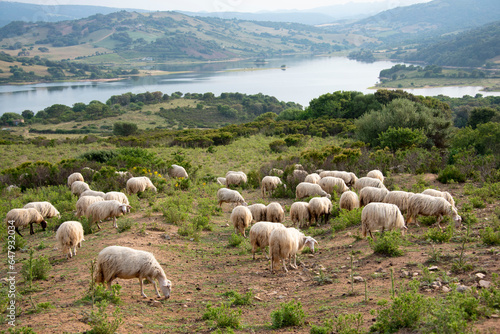 Sheep Pasture in Sardinia - Italy photo