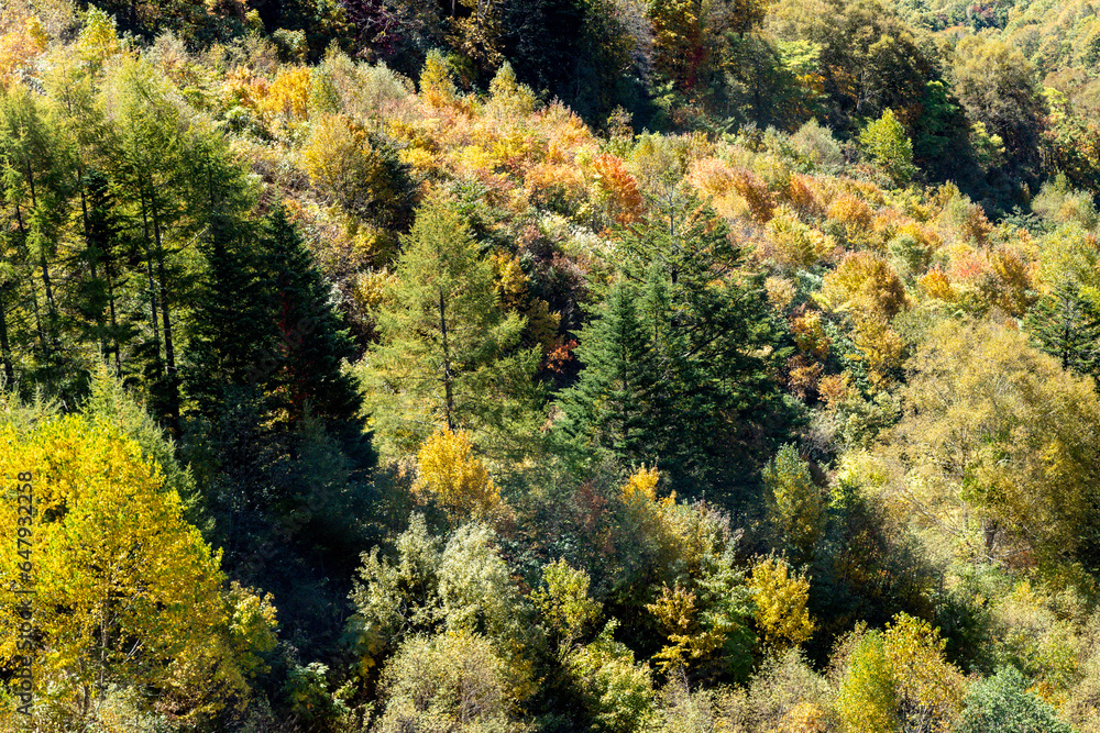The atmosphere of the main tourist attraction Shin Hotaka in the autumn colors with a cable car and ropeway serving tourists. Japan Alps, Shinhotaka Ropeway and Fall foliage. The atmosphere of the main tourist attraction Shin Hotaka in the autumn colors with a cable car and ropeway serving tourists. Japan Alps, Shinhotaka Ropeway and Fall foliage.