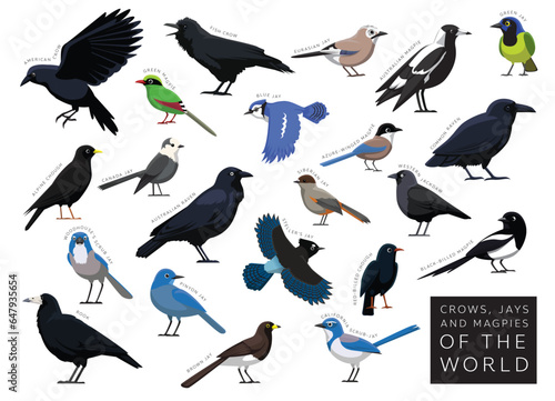 Birds Crows Jays Magpies of the World Set Cartoon Vector Character