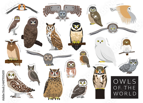 Birds Owls of the World Set Cartoon Vector Character photo